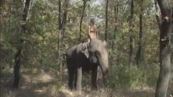 Elephant XXX Videos - Yes Porn